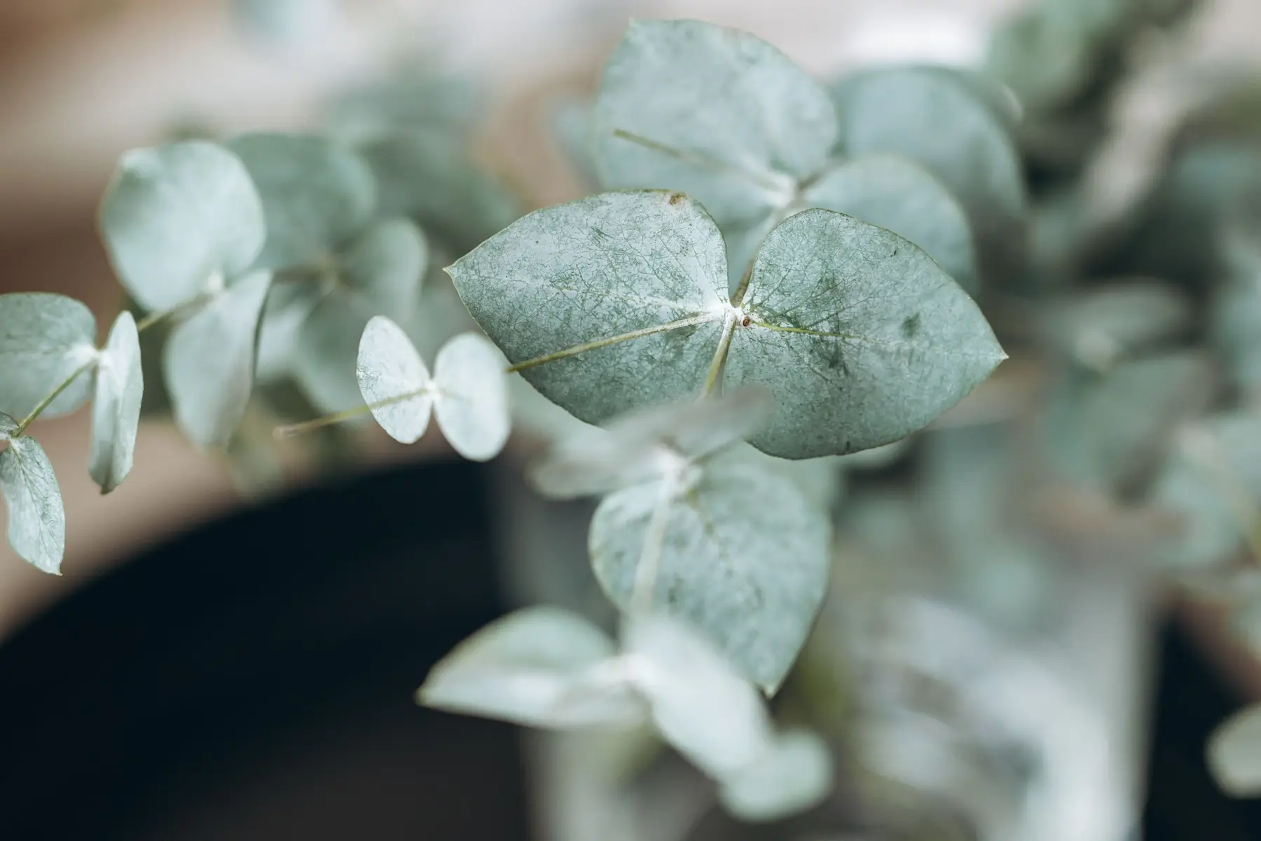 Eucalyptus leaves in soft light