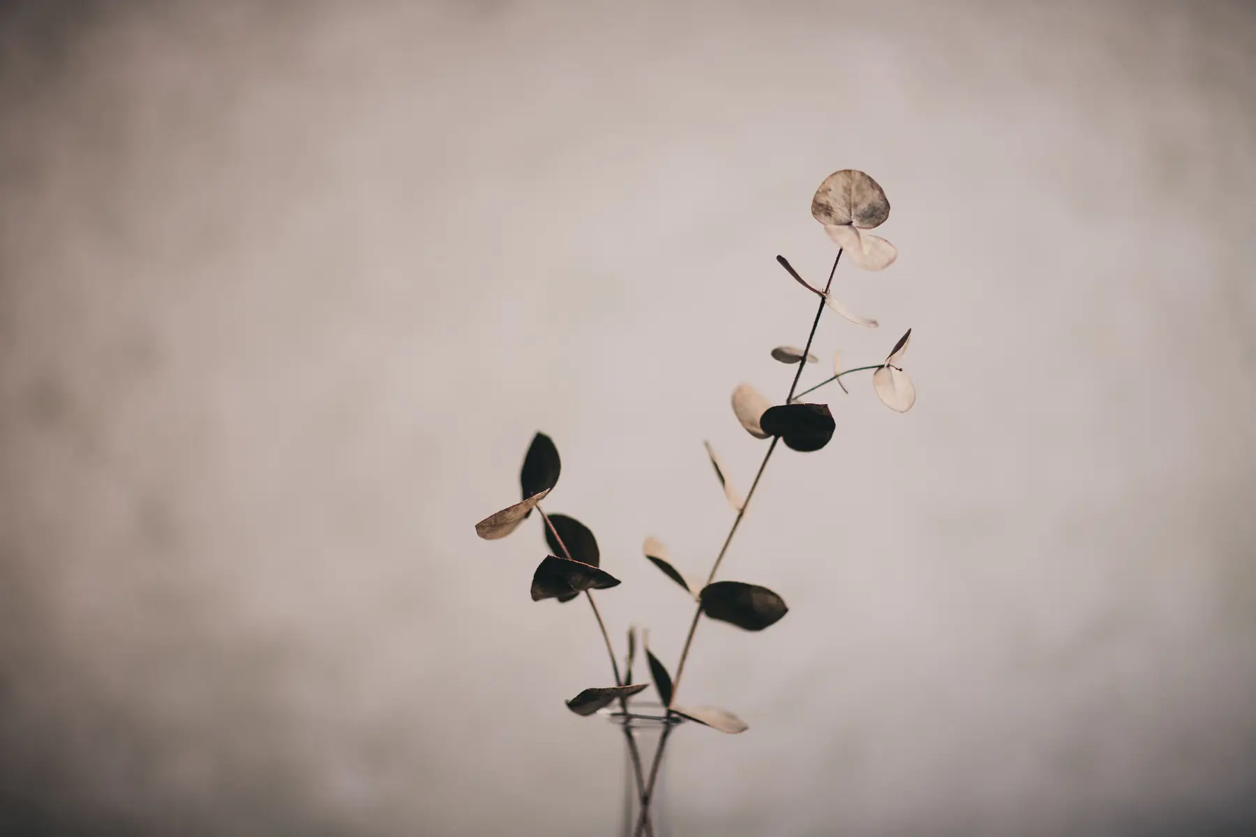 Dried eucalyptus stems against a soft grey wall